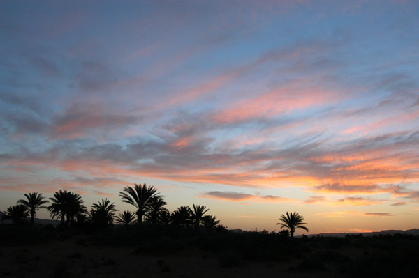 Palm oasis silhouetted against the evening sky