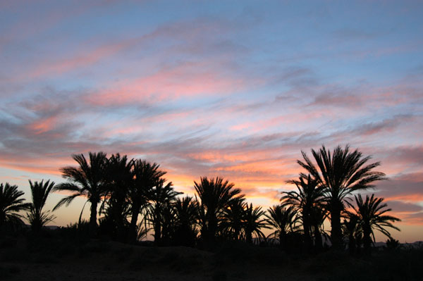 Palm oasis silhouetted against the evening sky