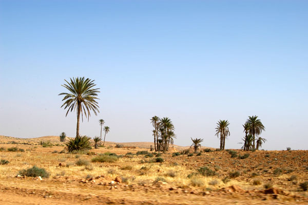 Palms along the road from Tataouine to Chenini