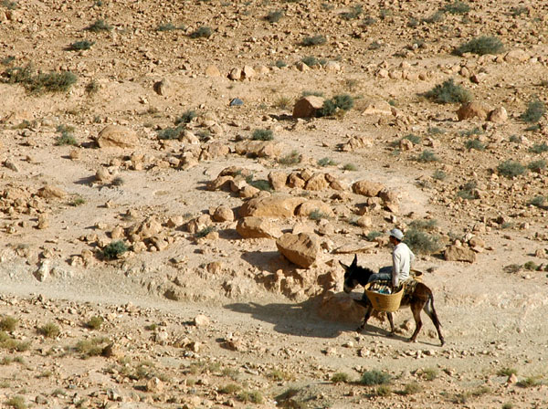 Boy on a donkey crossing the desert