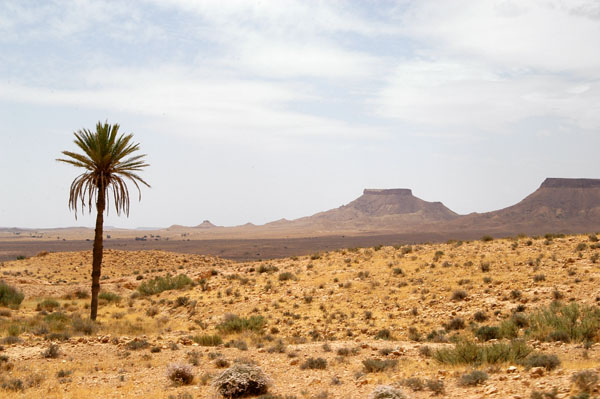 Lone Palm, Tunisia