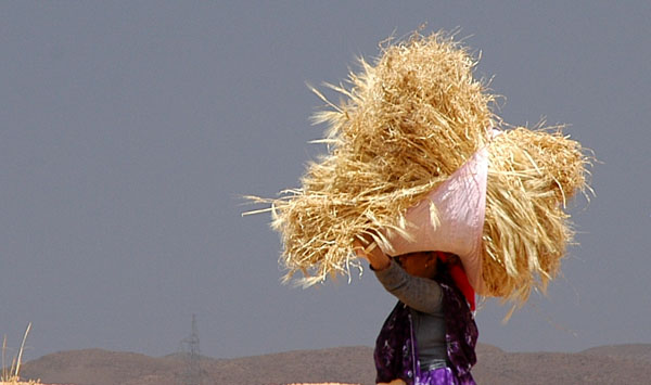 Tunisian woman carrying a bundle of hay