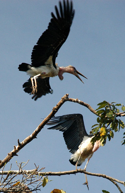 Maribou storks, central Kampala