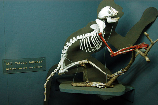 Red Tailed Monkey skeleton - Uganda National Museum