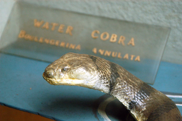 Water Cobra - Uganda National Museum