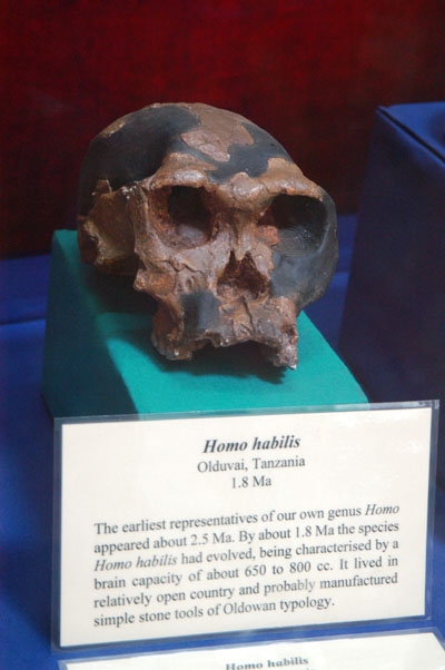 Model of a Homo habilis skull found at Olduvai, Tanzania