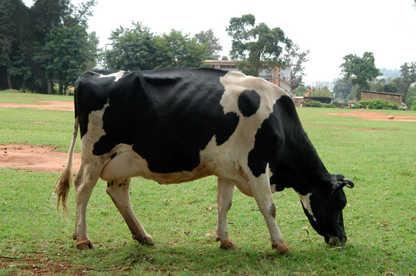 Cow grazing on a field in Old Kampala