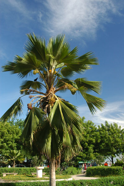 Palm, Dar es Salaam