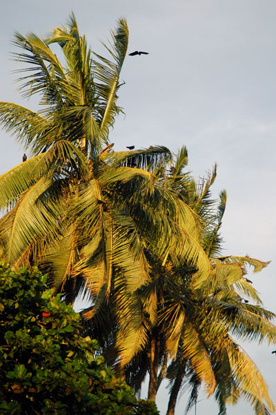 Palm trees along the harbor, Dar es Salaam