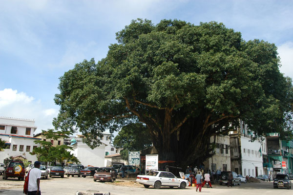 The Big Tree, Mizingani Road, Stone Town, Zanzibar