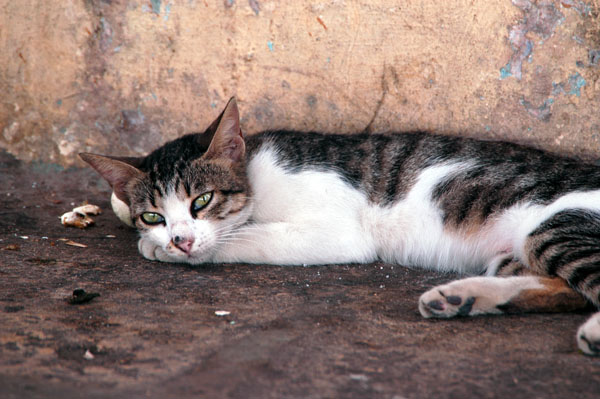 Cat nap, Stone Town