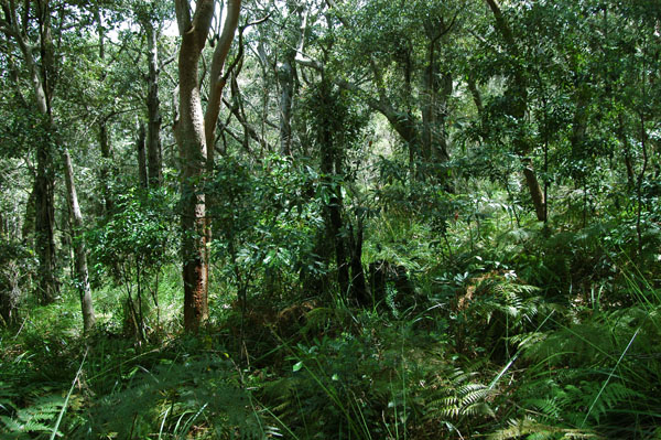 The Bush of Ku-ring-gai Chase National Park