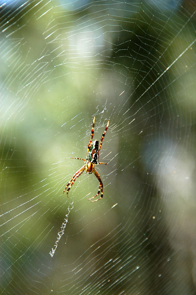 Spider - Ku-ring-gai Chase National Park