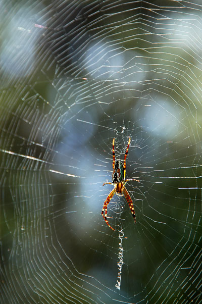 Spider - Ku-ring-gai Chase National Park