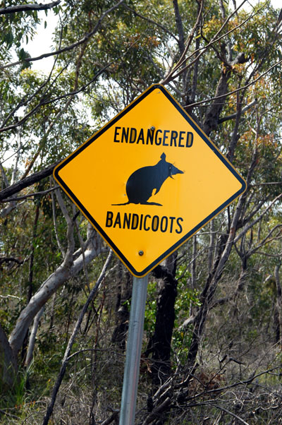 Wildlife sign - Endangered Bandicoots, Ku-ring-gai Chase