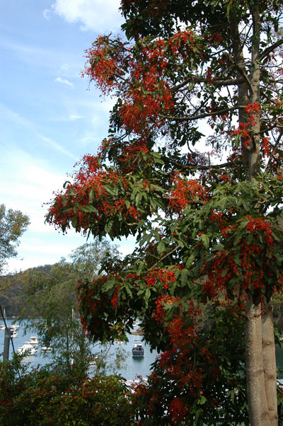 Cottage Point, Ku-ring-gai Chase