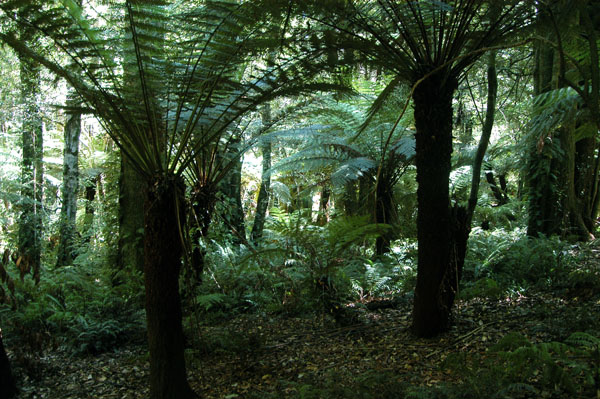 Cathedral of Ferns, Blue Mountains