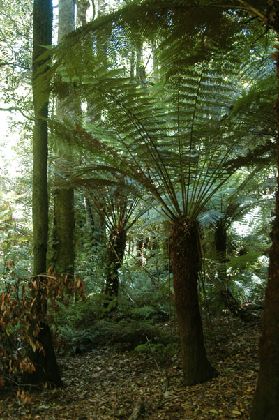 Cathedral of Ferns, Blue Mountains