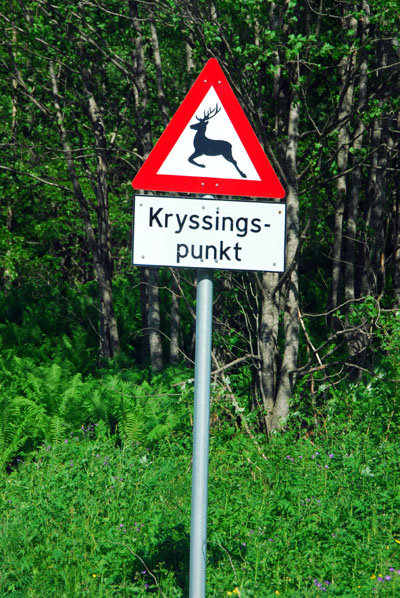 Norwegian deer crossing point