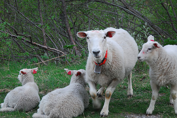 Very friendly sheep, Horndalen, Aurlandsvegen