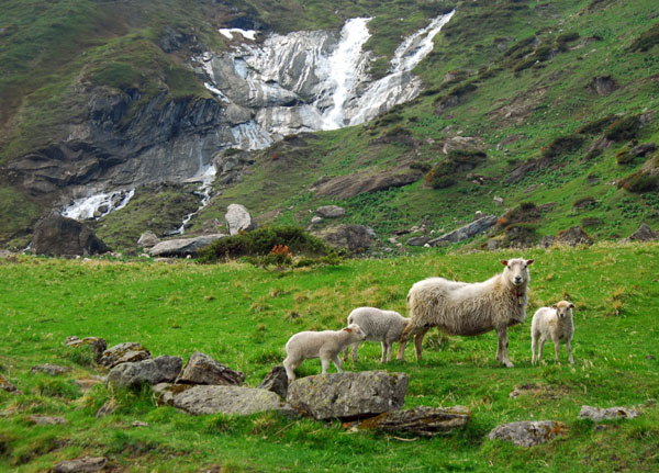 Sheep with waterfall, Jotunheimen
