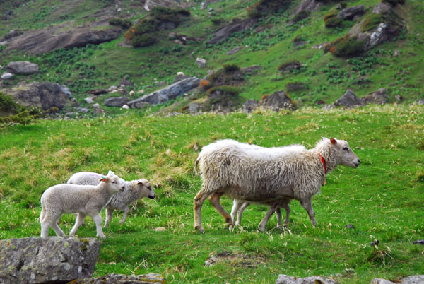 Sheep, Bvertun, Jotunheimen