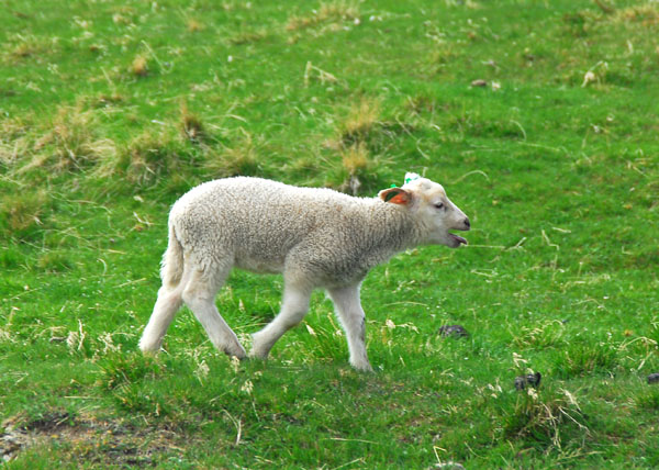 Sheep, Bvertun, Jotunheimen