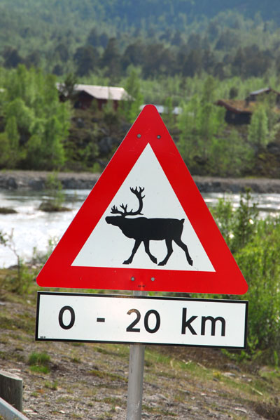Reindeer crossing, Norway