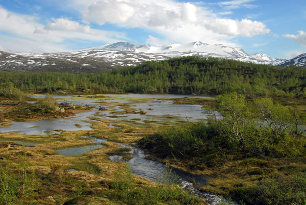 Moose habitat, Ottadalen, Norway