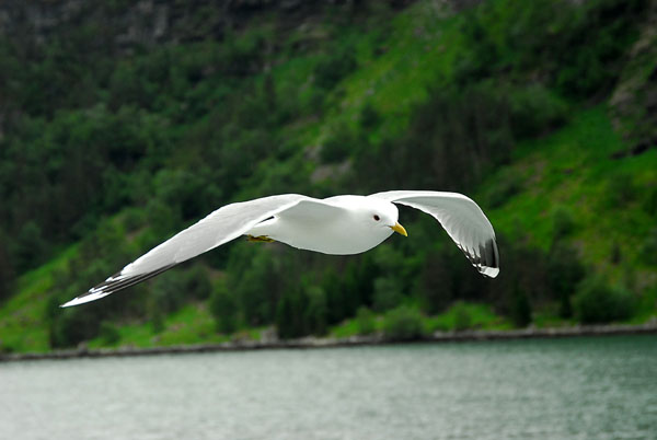 Seagull cruising with the ferry