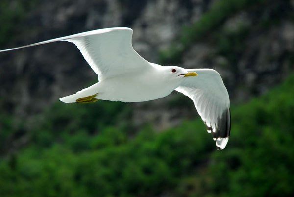 Seagull, Geirangerfjord