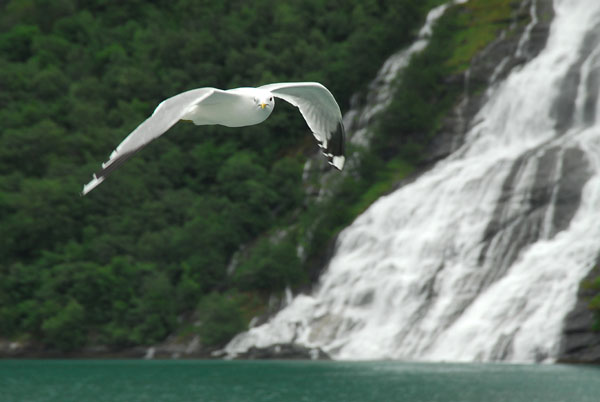 Seagull flying in front of Friaren waterfall, Geirangerfjord