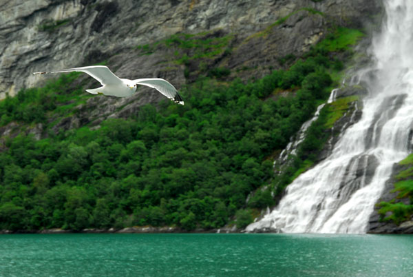 Seagull flying in front of Friaren waterfall, Geirangerfjord