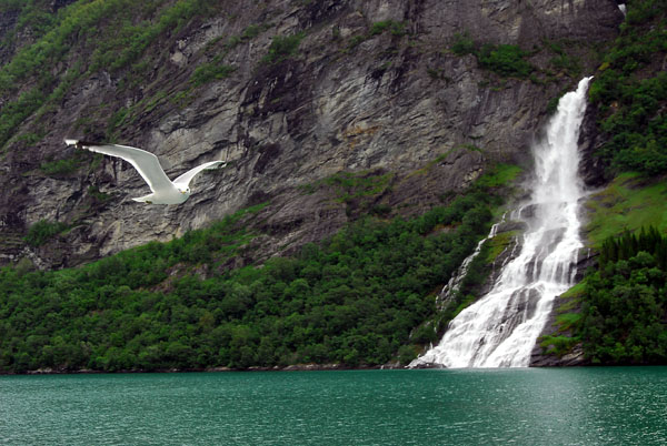 Seagull flying in front of Friaren waterfall, Geirangerfjord