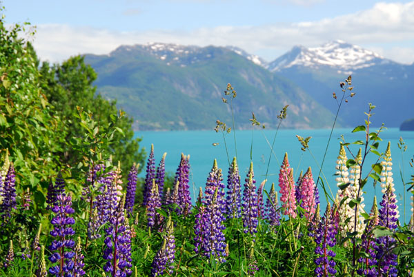Flowers with Storfjorden and some snowcapped mountains