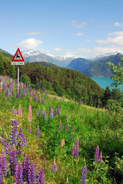 Flowers high above Norddalsfjorden
