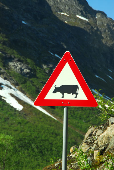 Cow crossing sign, Norddal, Norway
