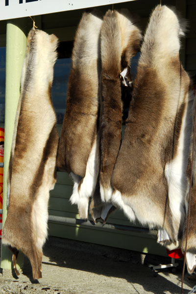 Reindeer pelts, Trollstigen