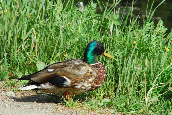 Duck, Maihaugen