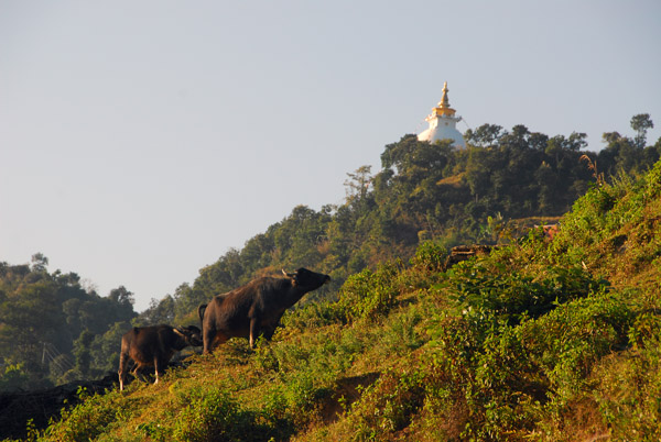 Cows grazing on the hillside with the World Peace Pagoda, Pokhara