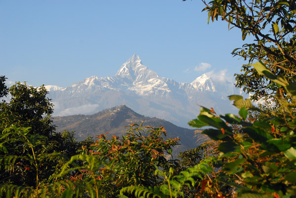 Machhapuchhare through the foliage from the viewpoint near World Peace Pagoda