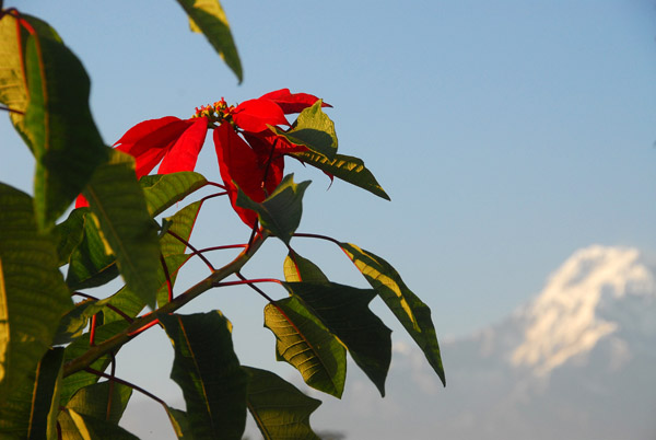 Poinsettia, World Peace Pagoda