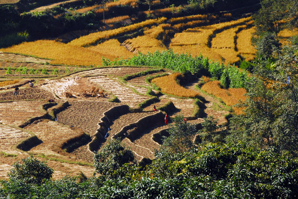 Terraced fields, Nepal