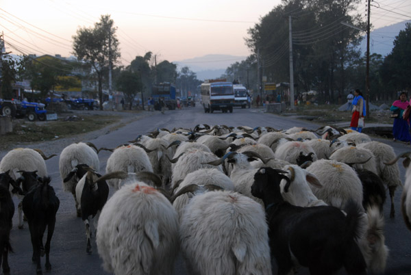 Sheep jam, Prithvi Highway, Nepal