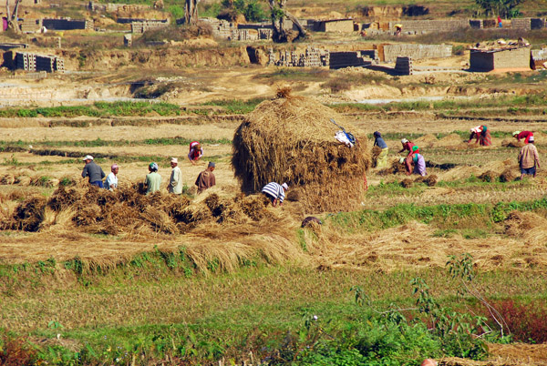 Farmers building rice stacks, Nepal