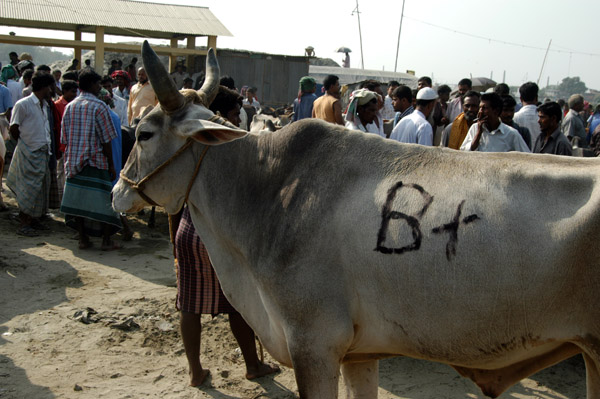 Not grade 'A' but 'B+' doesn't sound too bad for the Fatulla cattle market