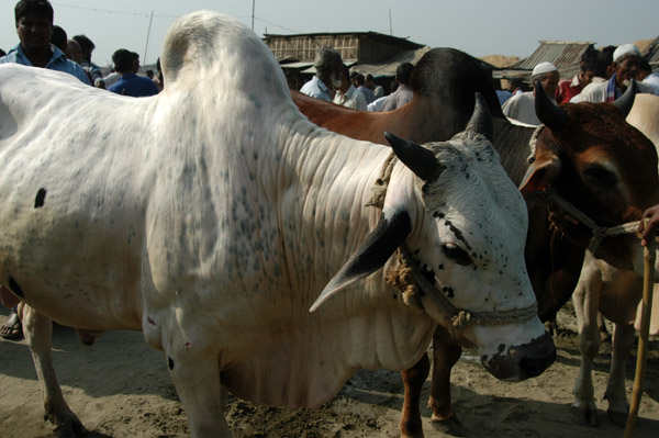 Brahma bull at the cattle market in Fatulla outside Dhaka