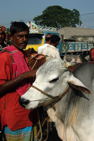 Fatulla Cattle Market, Bangladesh