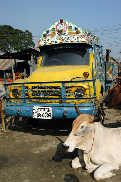 Cow waiting by a truck for it to all be over