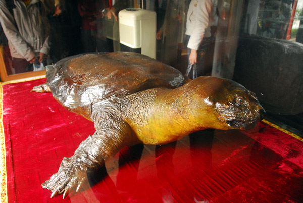 250kg Giant tortise found in Hoan Kiem Lake in 1968 on display next to Ngoc Son Temple